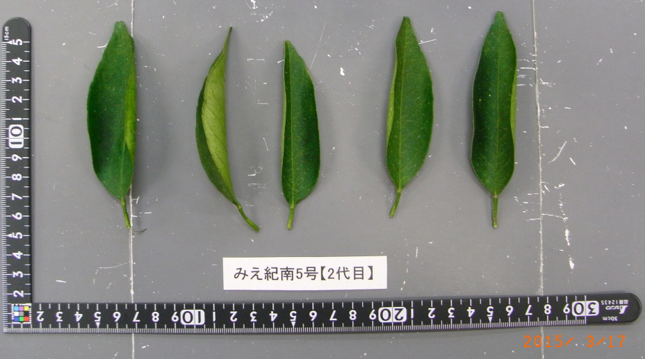 树体 (MAFF, Japan)