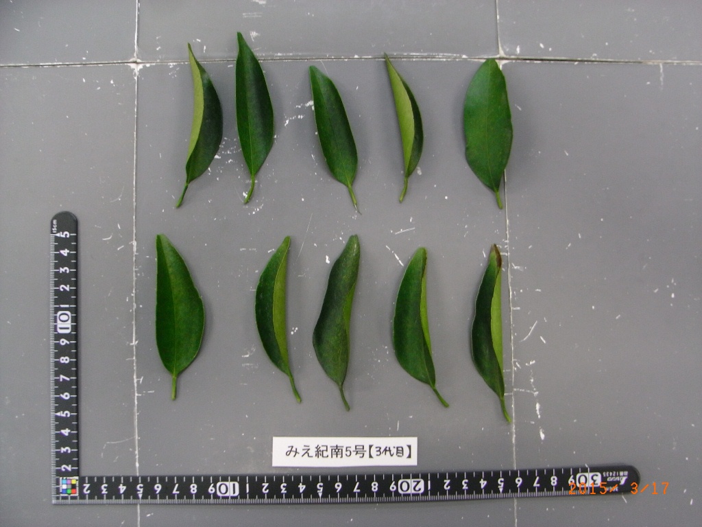 果实 (MAFF, Japan)