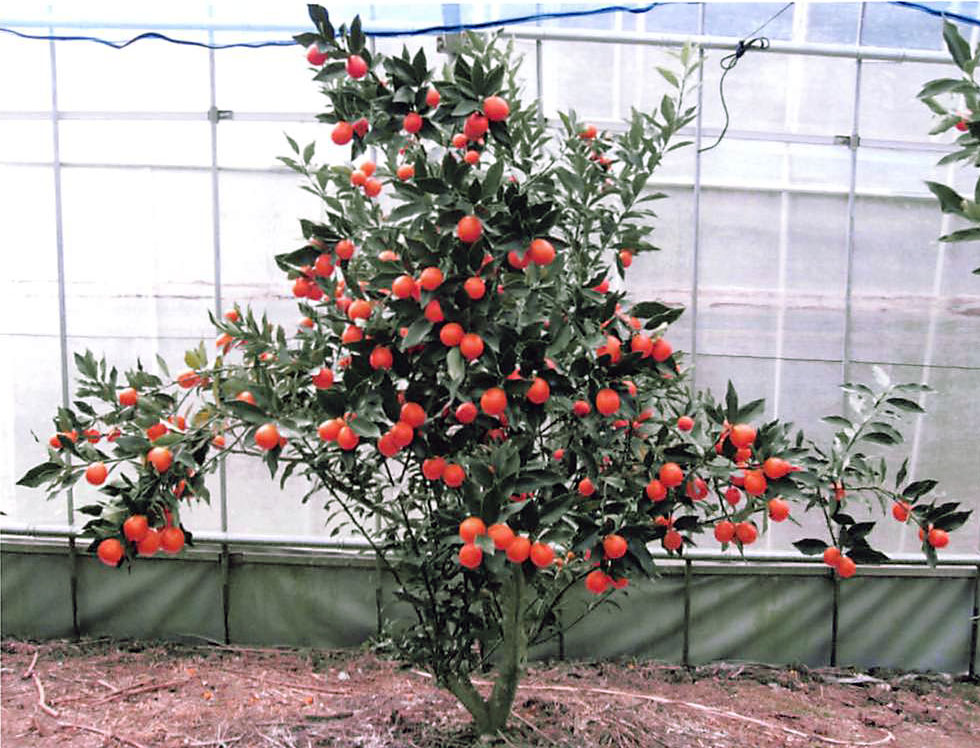 树体 (MAFF, Japan)