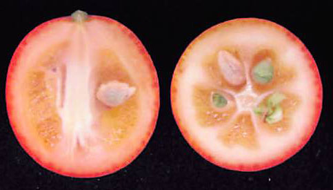 果实 (MAFF, Japan)