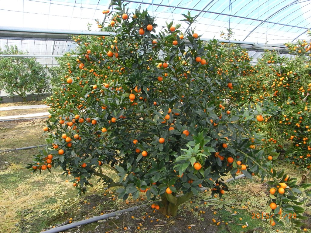 果实 (MAFF, Japan)