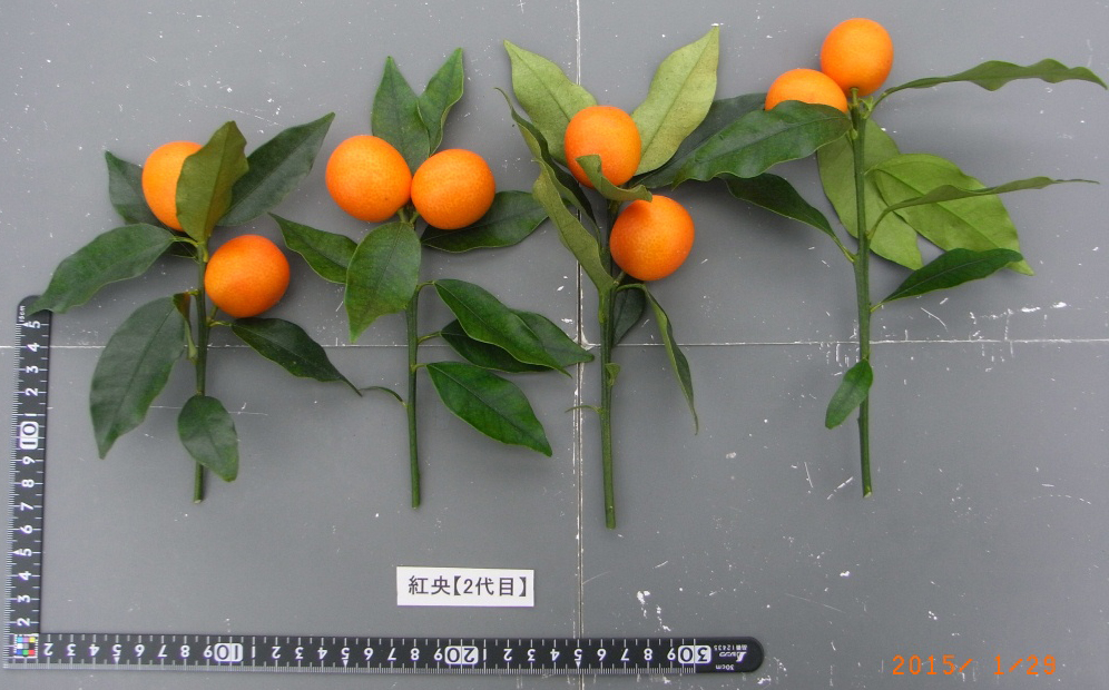 树体 (MAFF, Japan)