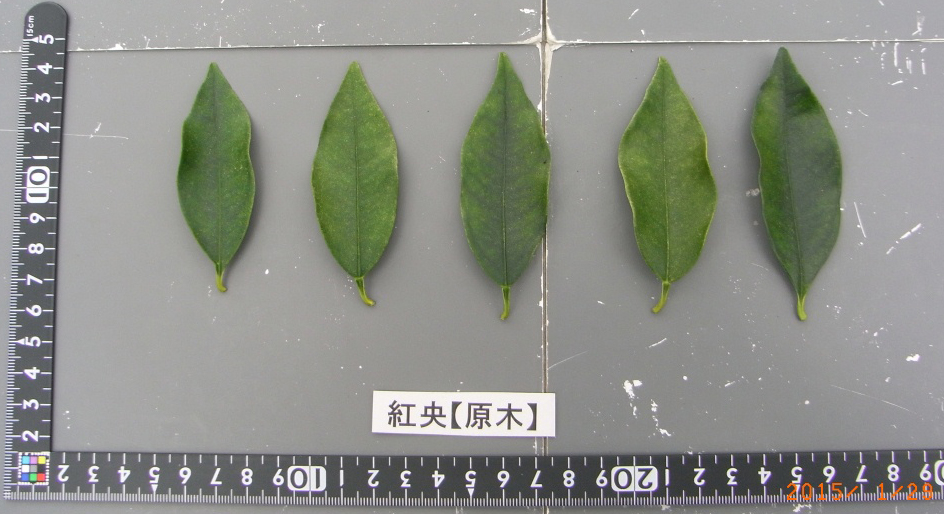 果实 (MAFF, Japan)