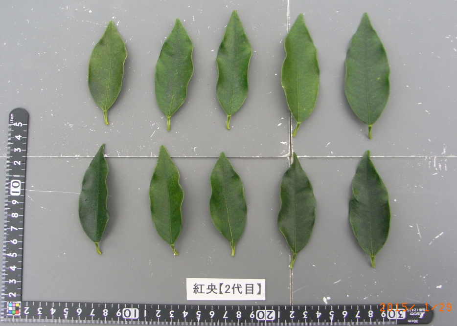 果实 (MAFF, Japan)