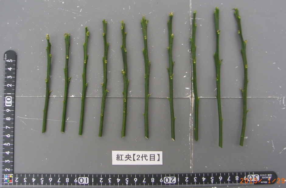 果实 (MAFF, Japan)