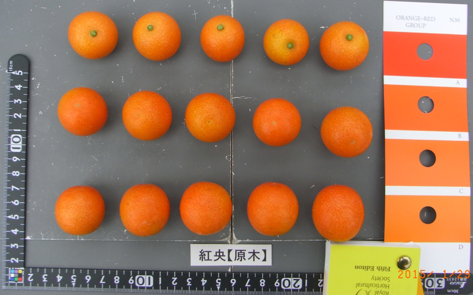 果实 (MAFF, Japan)