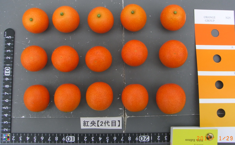 树体 (MAFF, Japan)