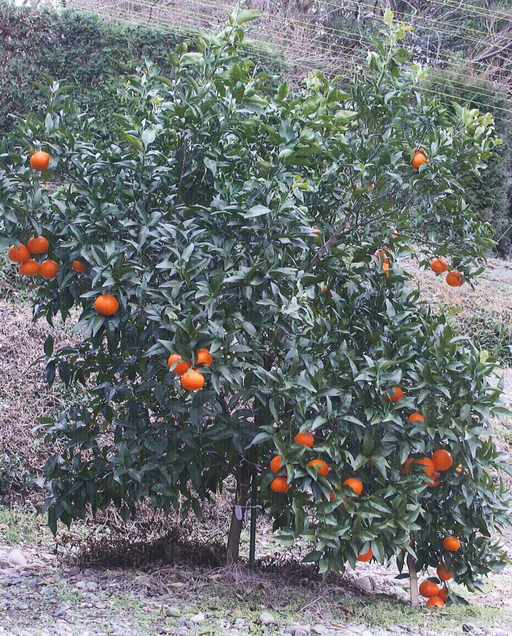 树体 (MAFF, Japan)