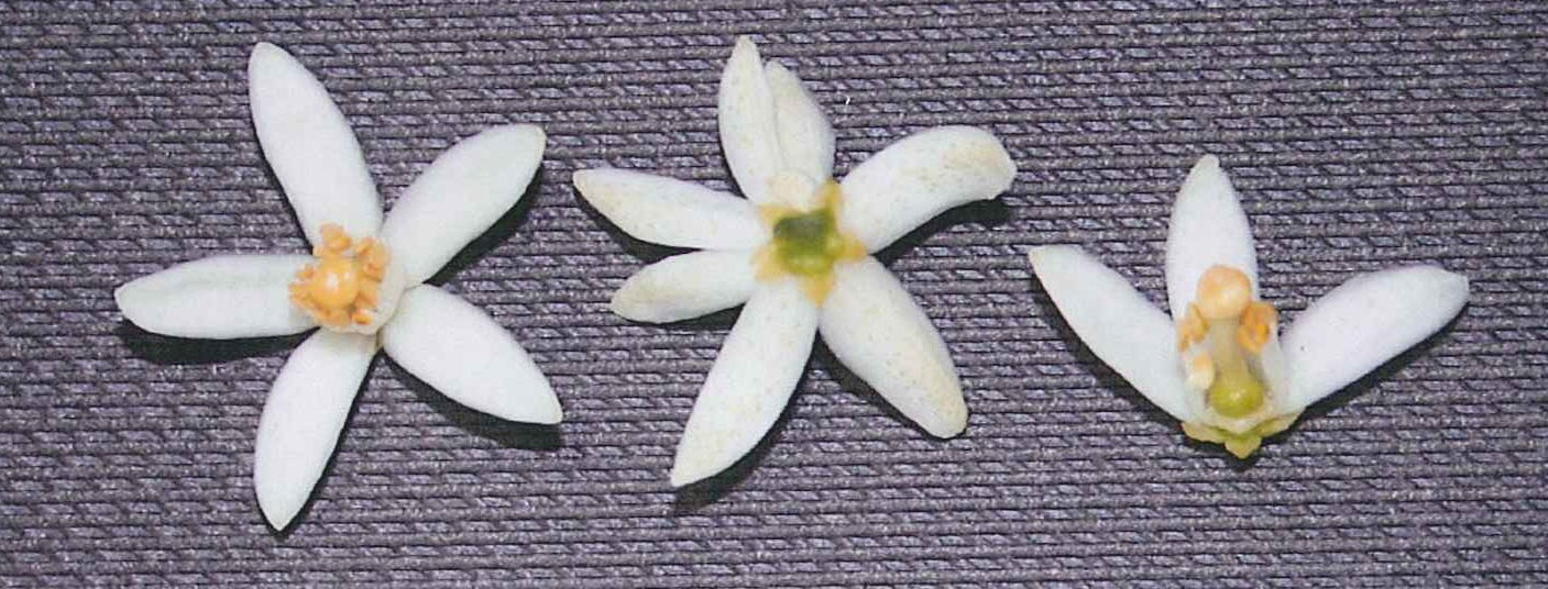 果实 (MAFF, Japan)