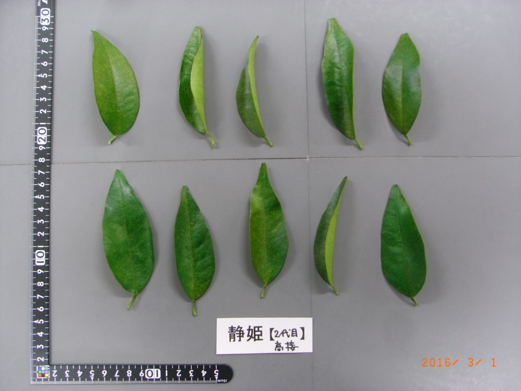 果实 (MAFF, Japan)