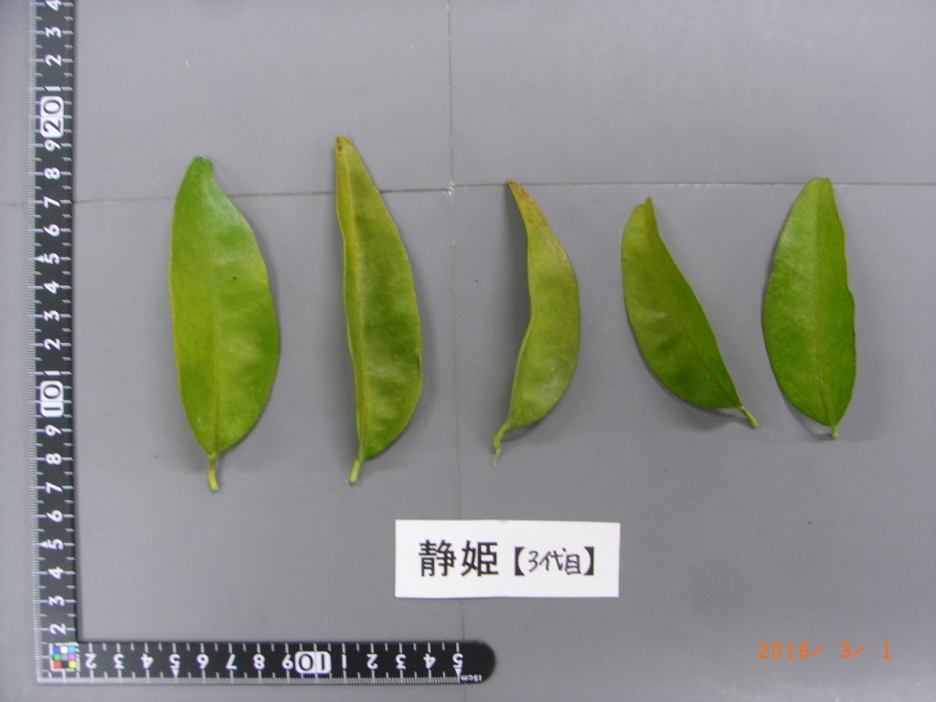 果实 (MAFF, Japan)