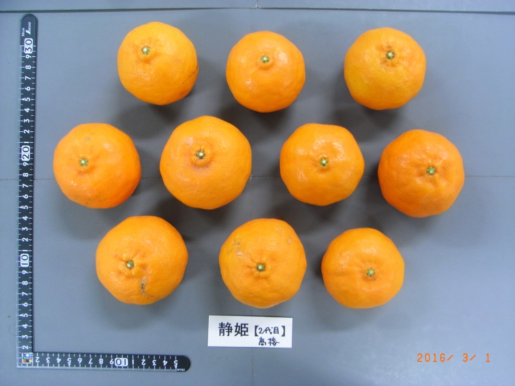 树体 (MAFF, Japan)