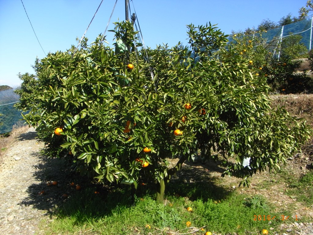 果实 (MAFF, Japan)