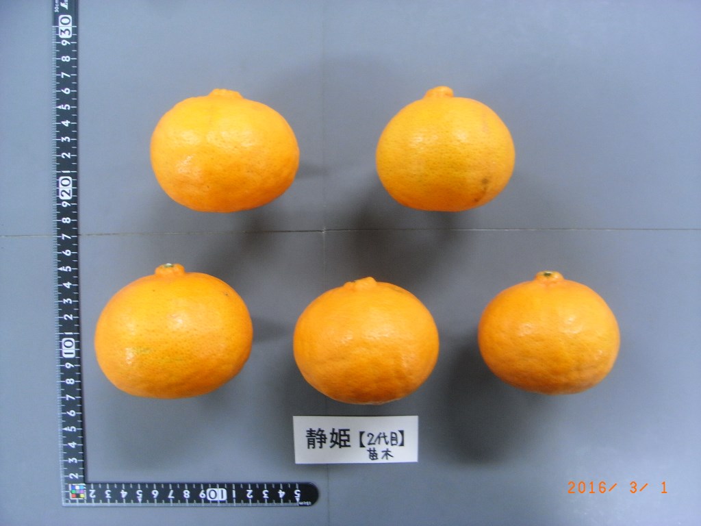 树体 (MAFF, Japan)