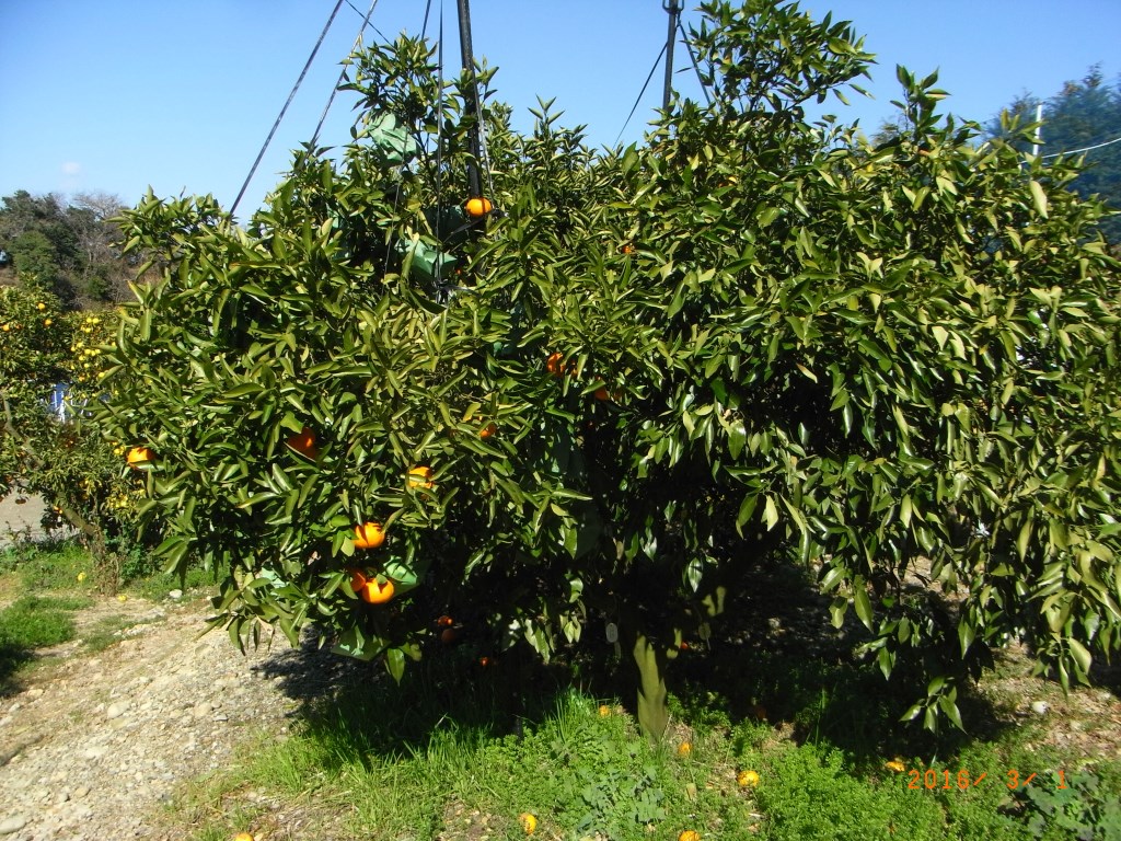 果实 (MAFF, Japan)