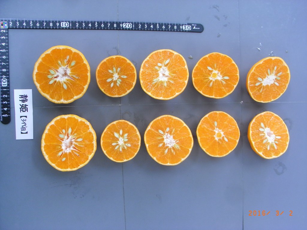 树体 (MAFF, Japan)