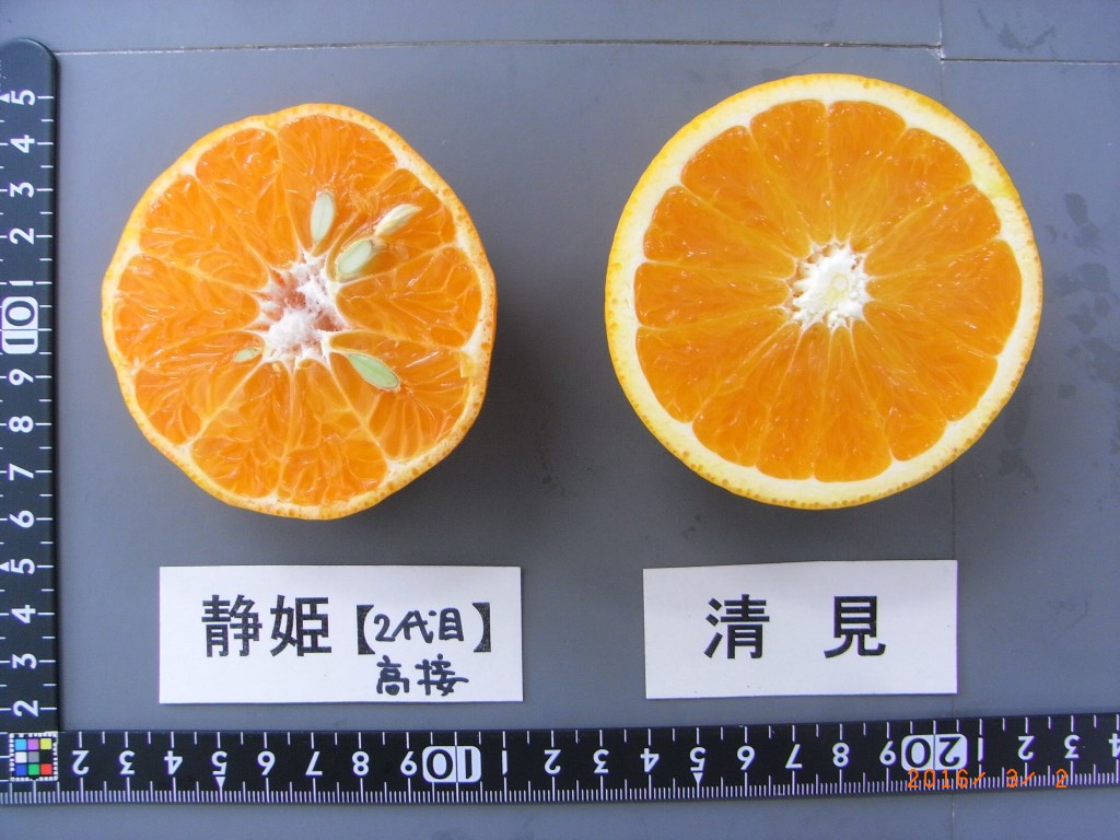 果实 (MAFF, Japan)