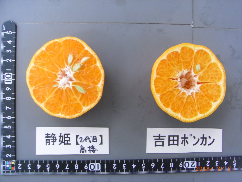 果实 (MAFF, Japan)