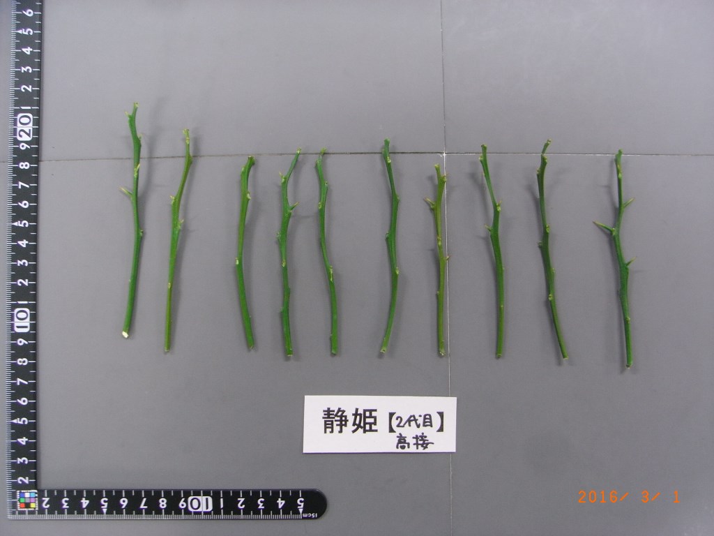 树体 (MAFF, Japan)