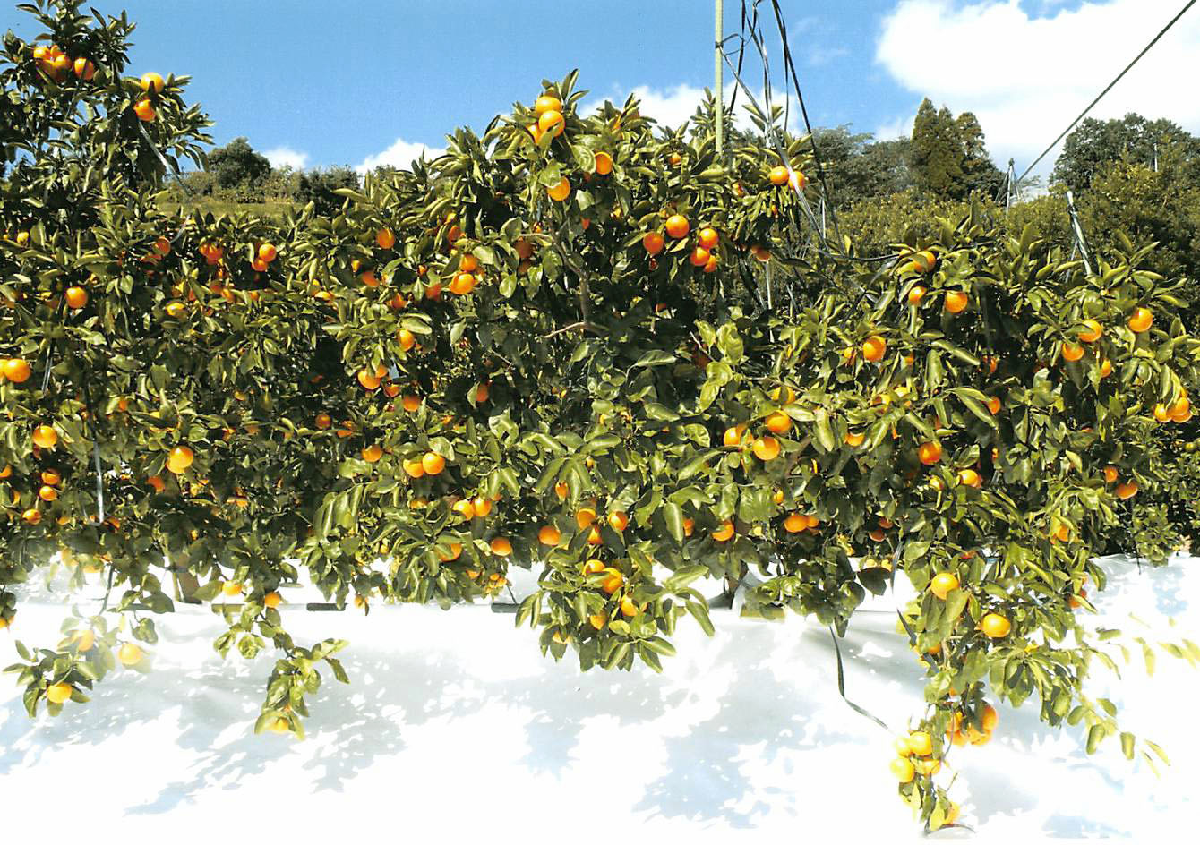 树体 (MAFF, Japan)