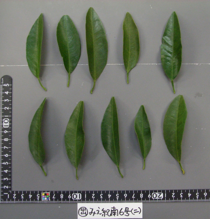 果实 (MAFF, Japan)