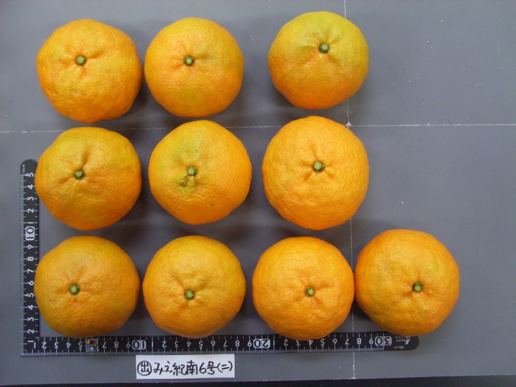 树体 (MAFF, Japan)