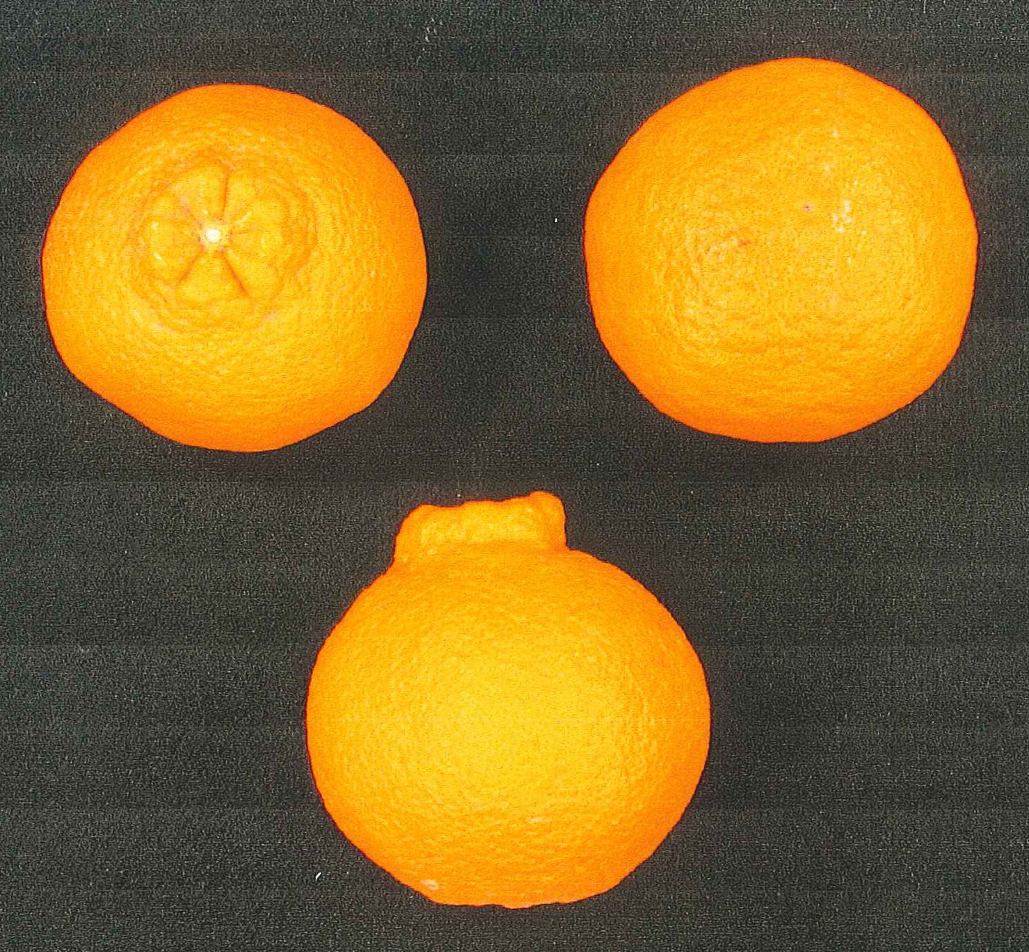 树体 (MAFF, Japan)