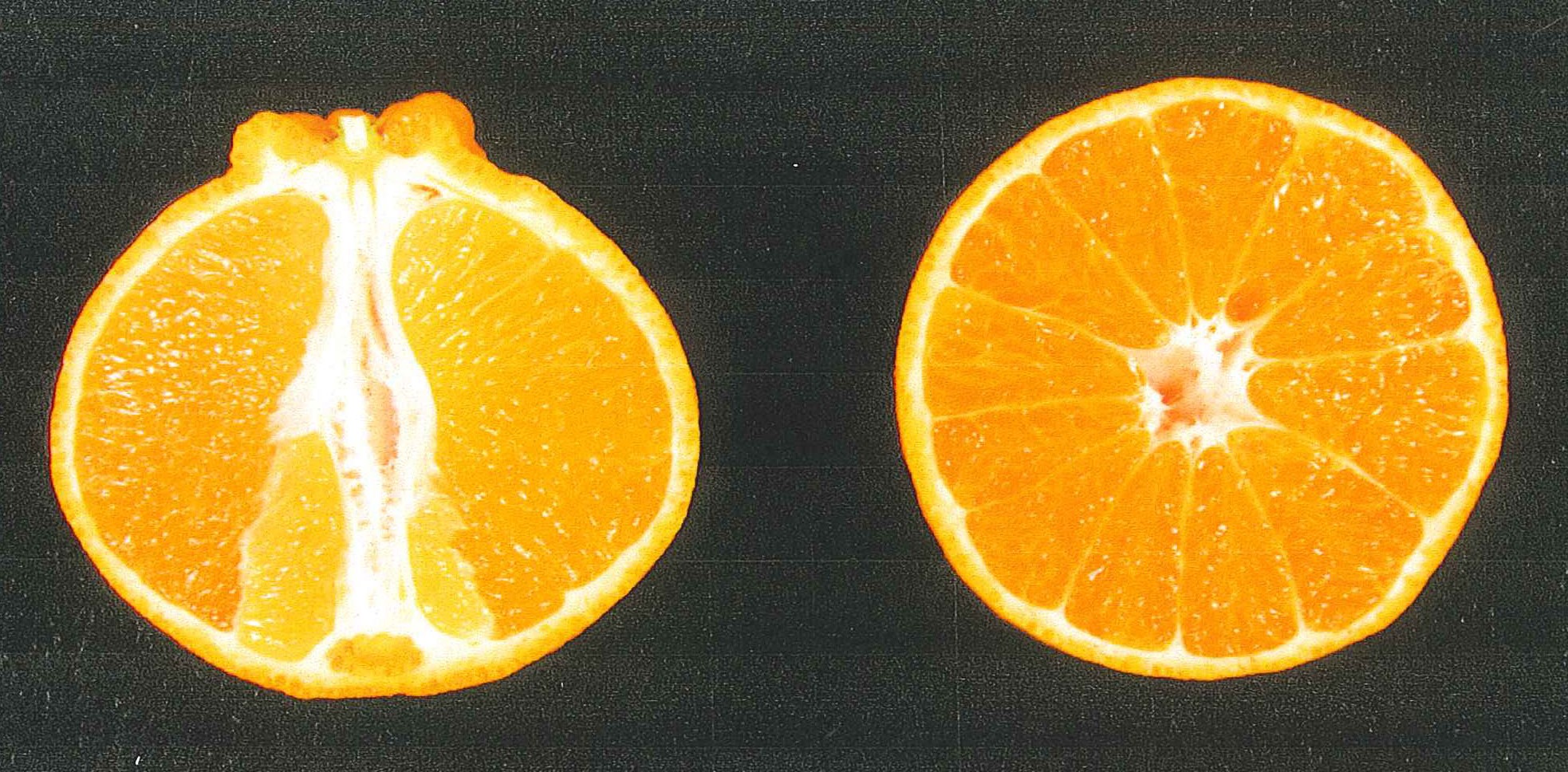 果实 (MAFF, Japan)