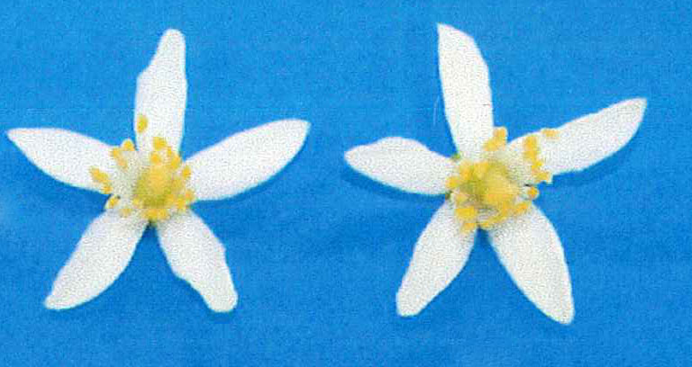 果实 (MAFF, Japan)