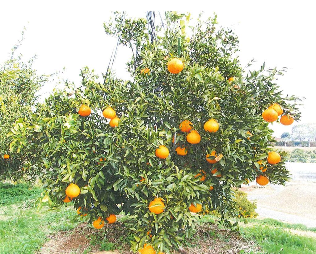 果实 (MAFF, Japan)