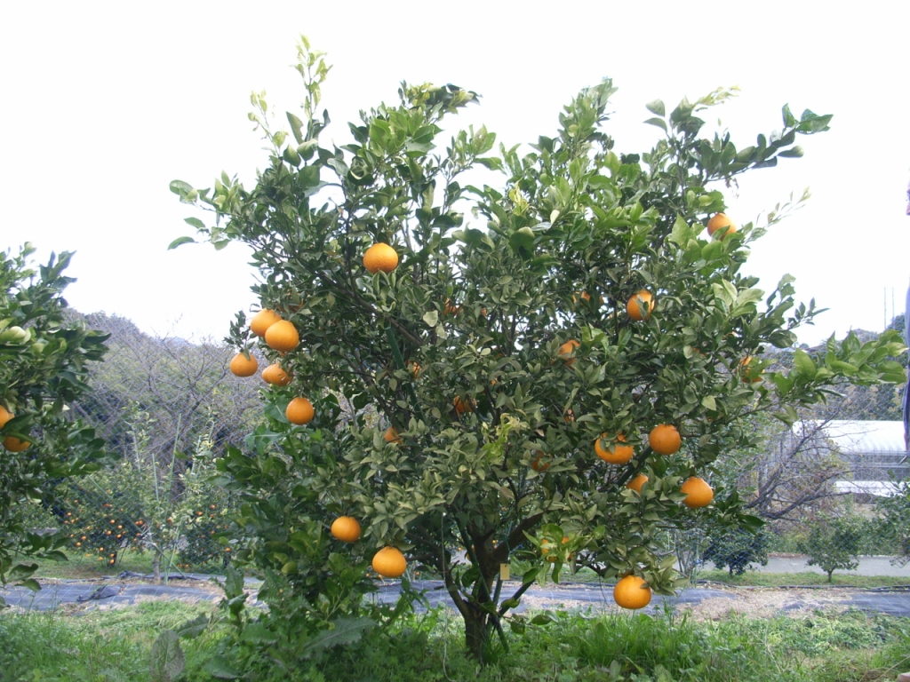 树体 (MAFF, Japan)