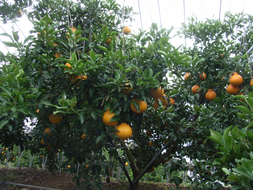 果实 (MAFF, Japan)