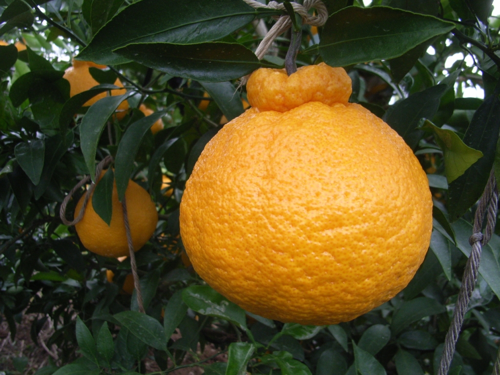 树体 (MAFF, Japan)