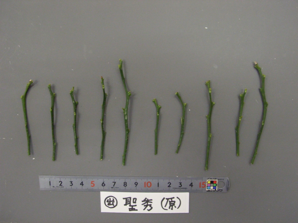 果实 (MAFF, Japan)