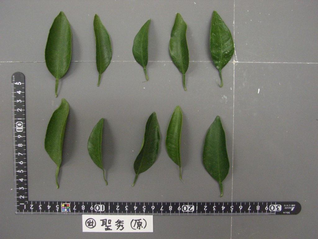 果实 (MAFF, Japan)