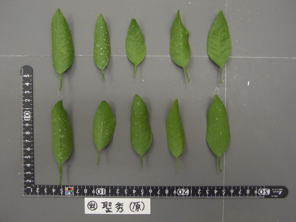 果实 (MAFF, Japan)