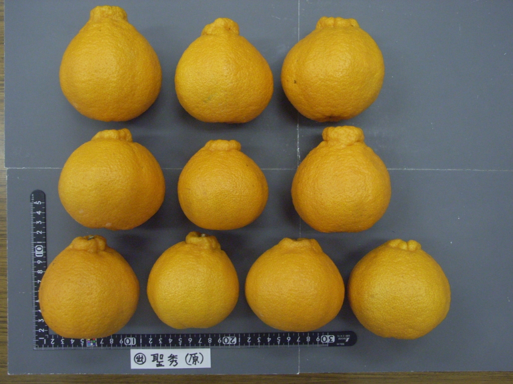 果实 (MAFF, Japan)