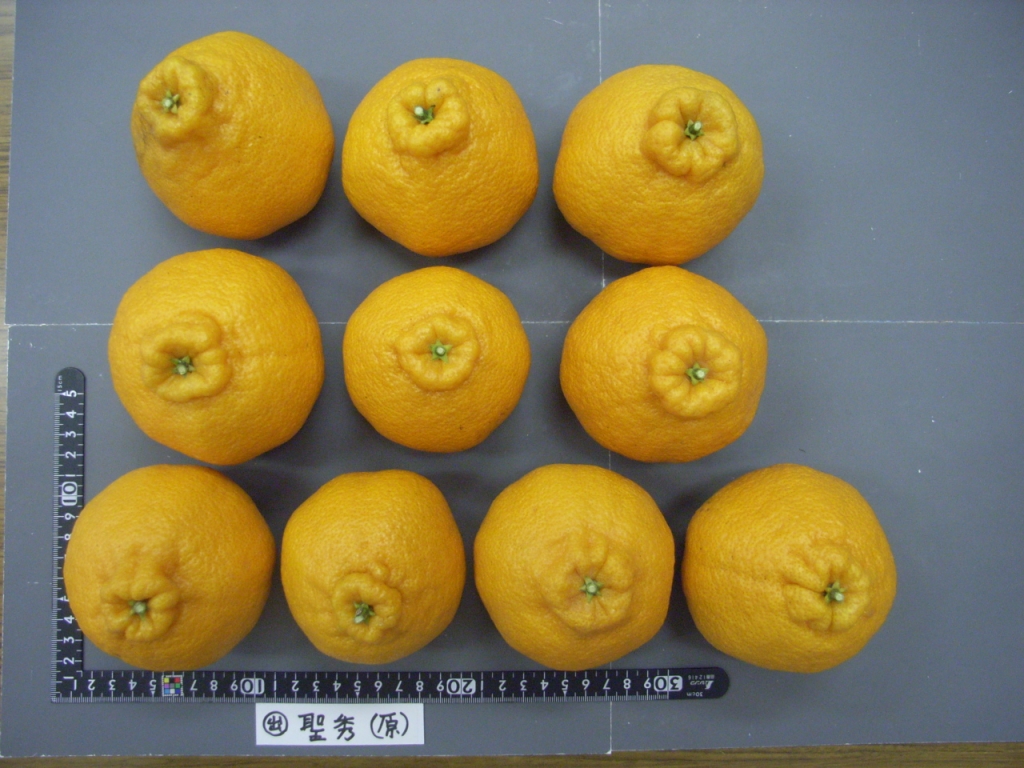 树体 (MAFF, Japan)