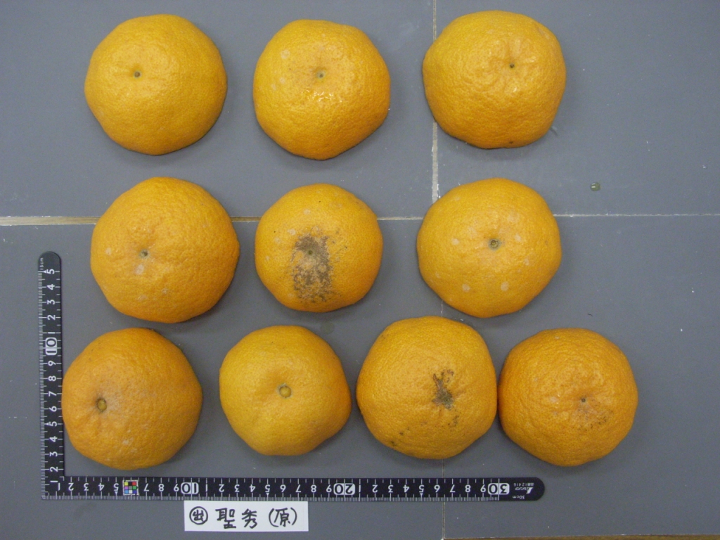 果实 (MAFF, Japan)