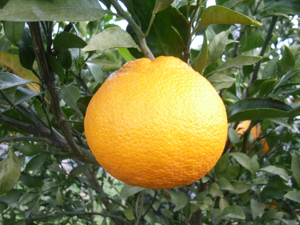 果实 (MAFF, Japan)