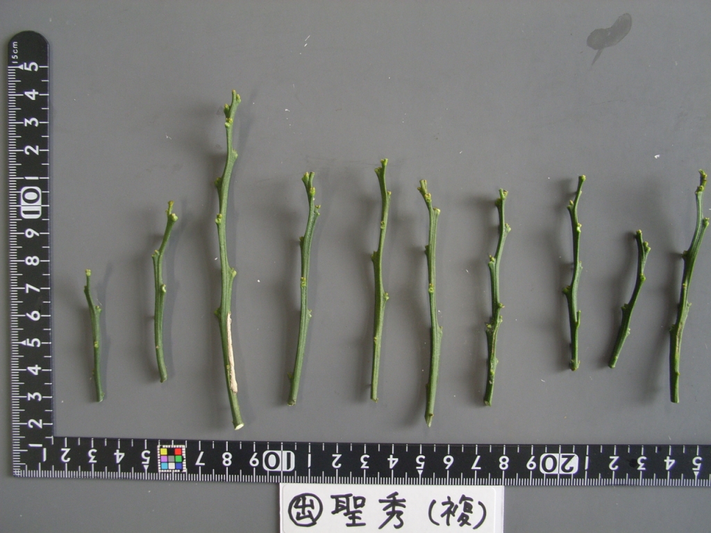 果实 (MAFF, Japan)