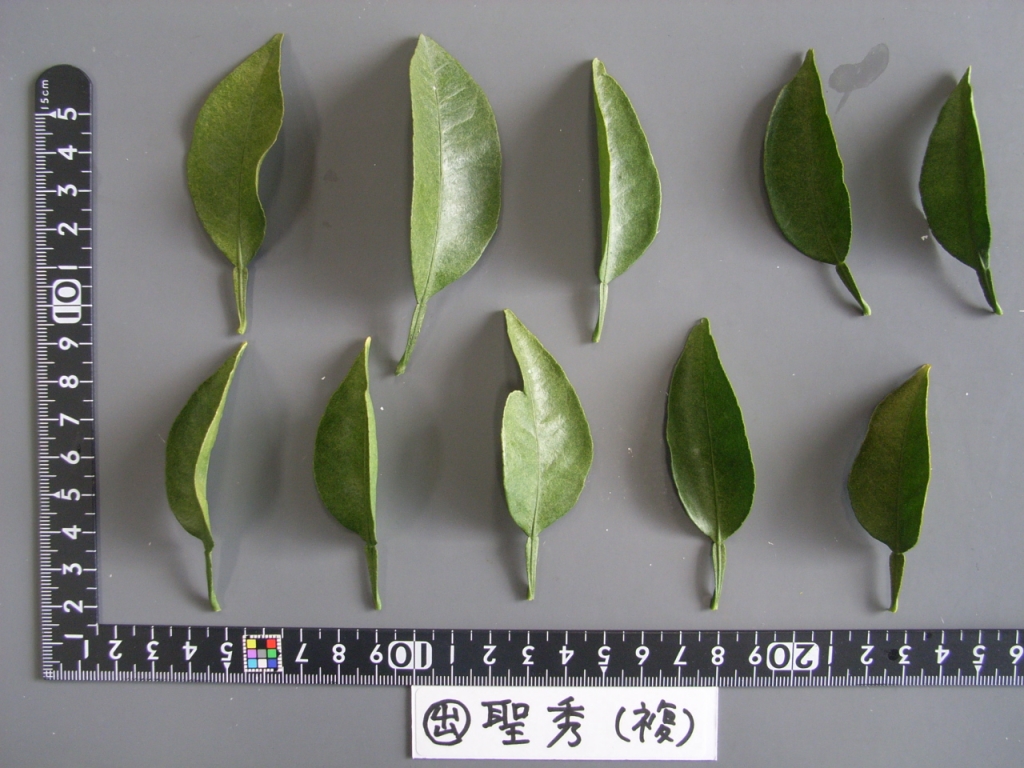 果实 (MAFF, Japan)