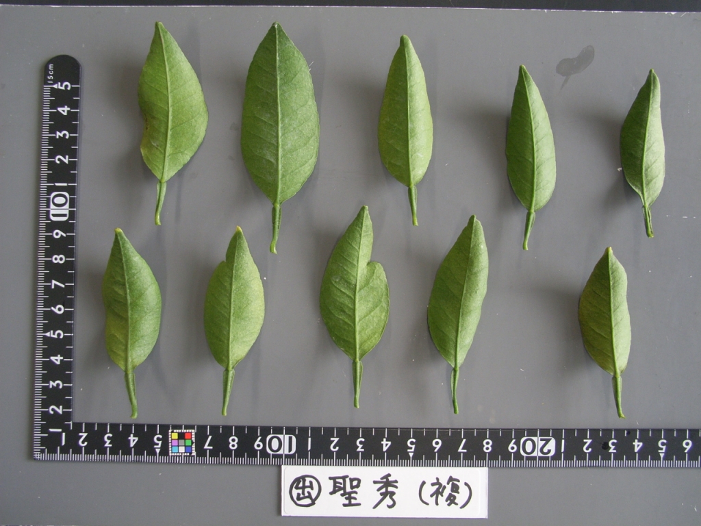 果实 (MAFF, Japan)