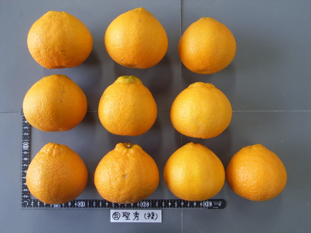 树体 (MAFF, Japan)