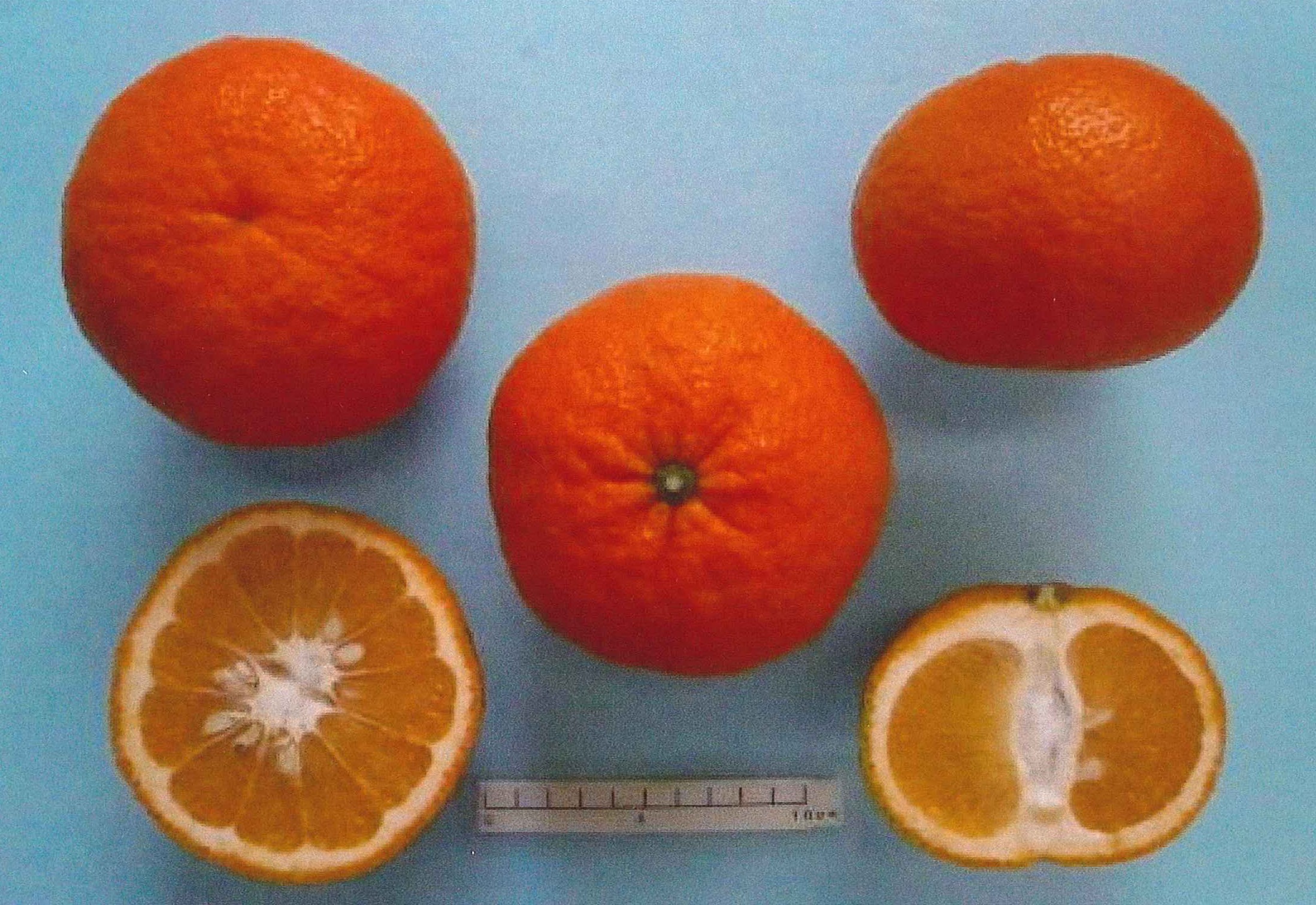 树体 (MAFF, Japan)