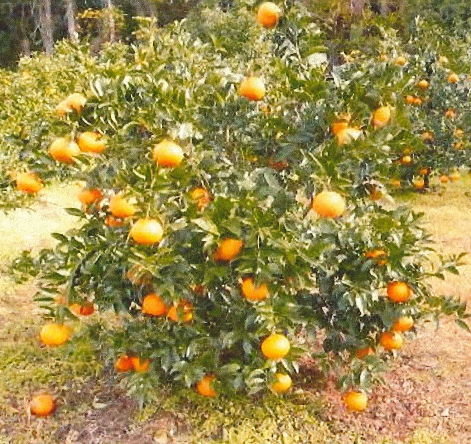 果实 (MAFF, Japan)