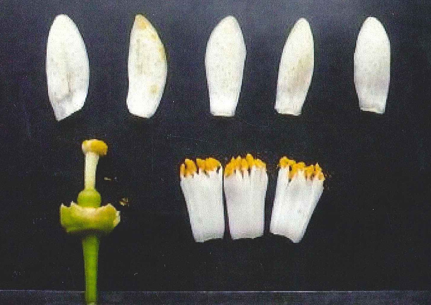 果实 (MAFF, Japan)