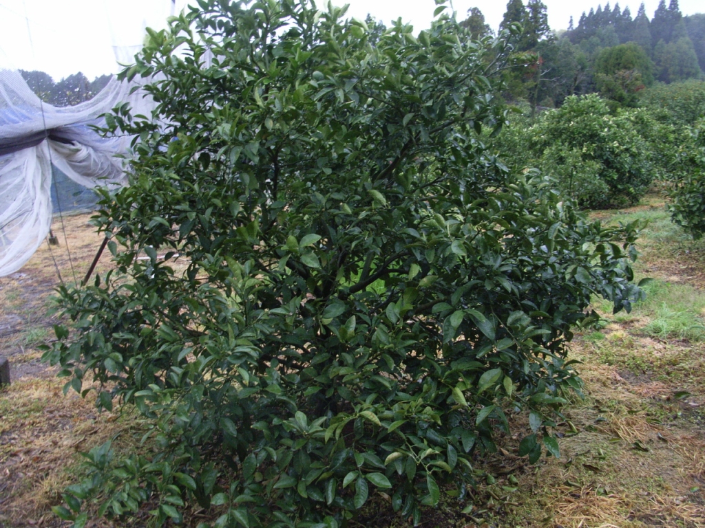 果实 (MAFF, Japan)