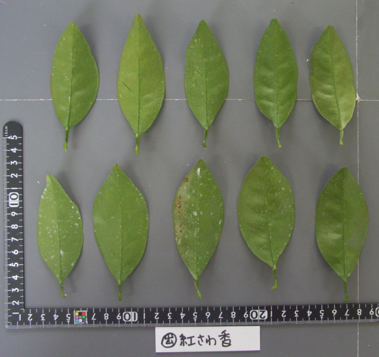 果实 (MAFF, Japan)