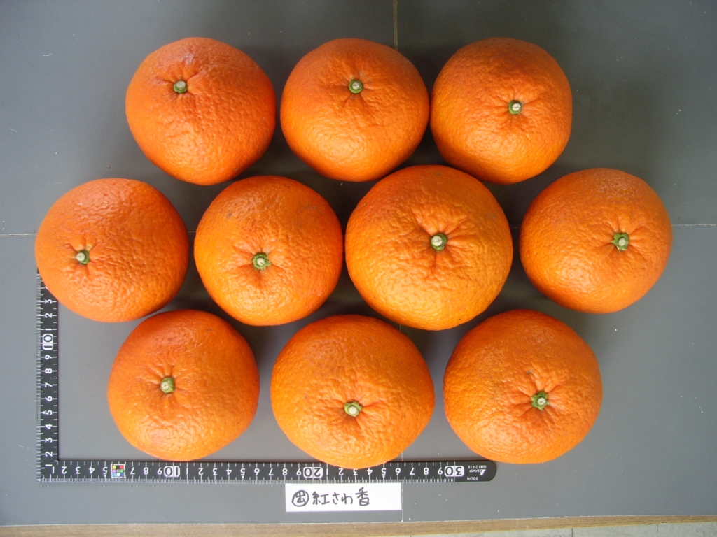 果实 (MAFF, Japan)